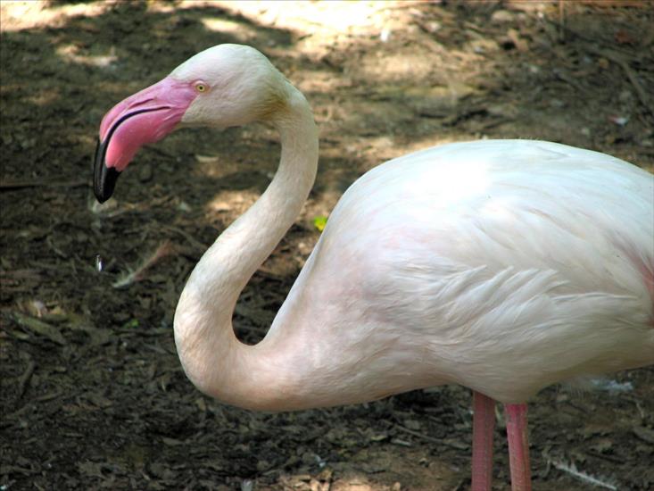 Flamingi - Flaming_różowy_phoenicopterus_roseus_Greater_Flamingo.jpg