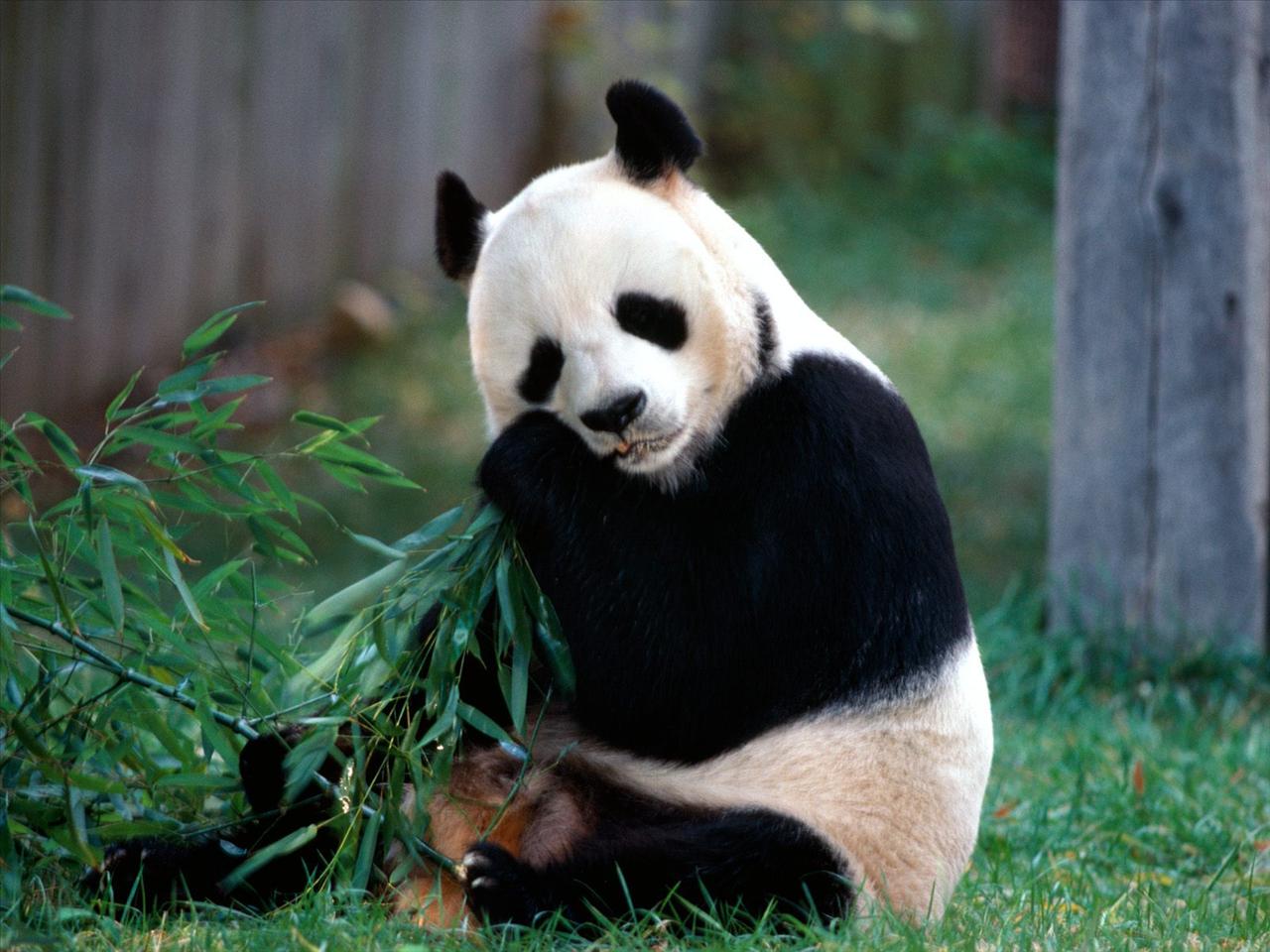 TAPETY ZWIERZĘTA - Snack Time, Panda Bear.jpg