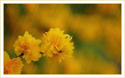  Kwiaty w deszczu 0050 - deszcz.0023.gif