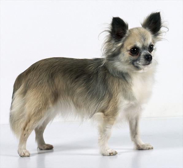 Psy rasowe - Chihuahua.jpg