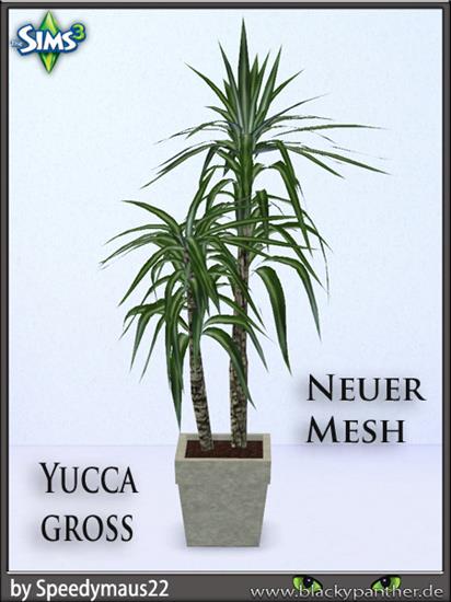  Rośliny - Yucca_gross.jpg