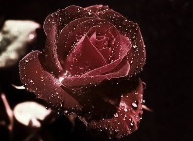 róże bordowe - 1528019.jpg
