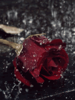 Kwiaty - Róża w Deszczu.gif
