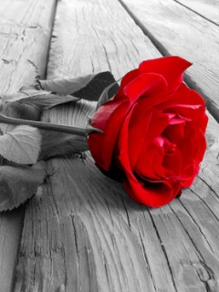 Róże - Red_Rose.jpg