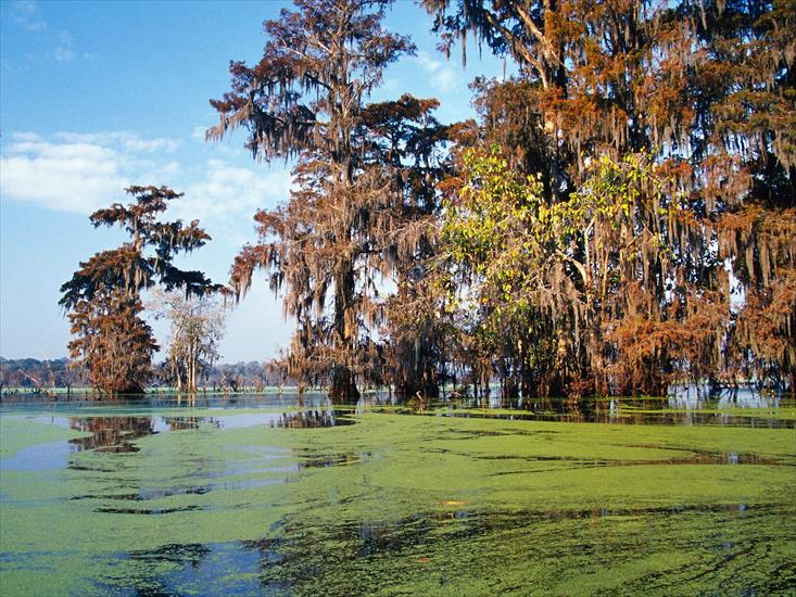 Natura v3 - Atchafalaya Basin, Louisiana.jpg