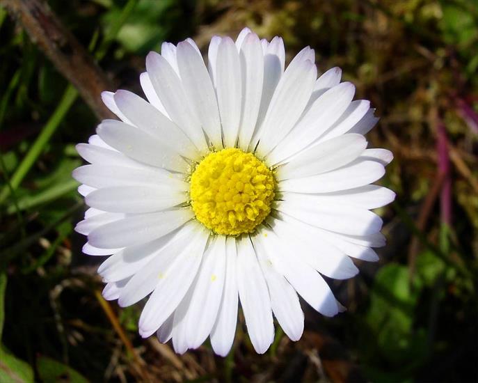 Tła,gify i  obrazy do tworzenia prezentacji multimedialnych - Daisy-Flower-close-up.jpg
