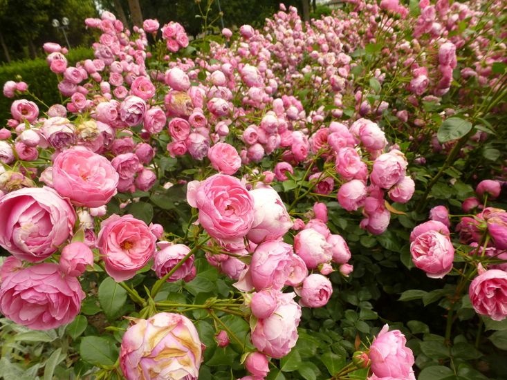 ogrody różane,pergole - s800.jpg