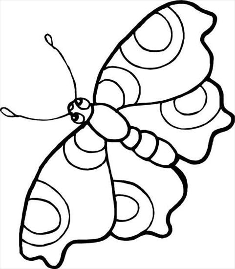 Motyl - mpotyl2.jpg
