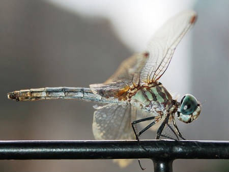 dragonfly - 450dragonfly.jpg