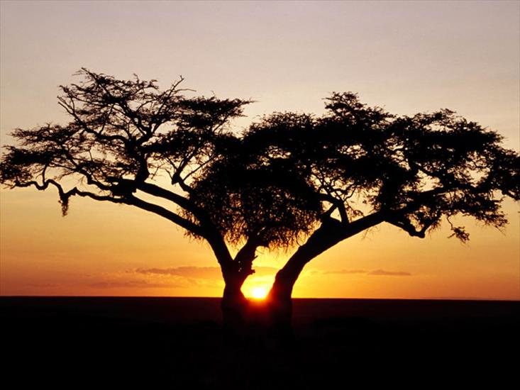 Tapety - 000-Afrika-steppe-baum-sonnenuntergang.jpg