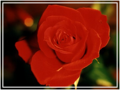 GIFY - róża czerwona.jpg