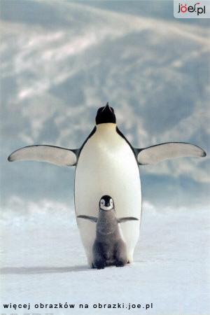 Zwierzęta - mama-dziecko-pingwinek.gif.jpg