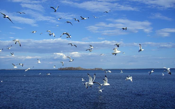 woda - seagulls_l.jpg