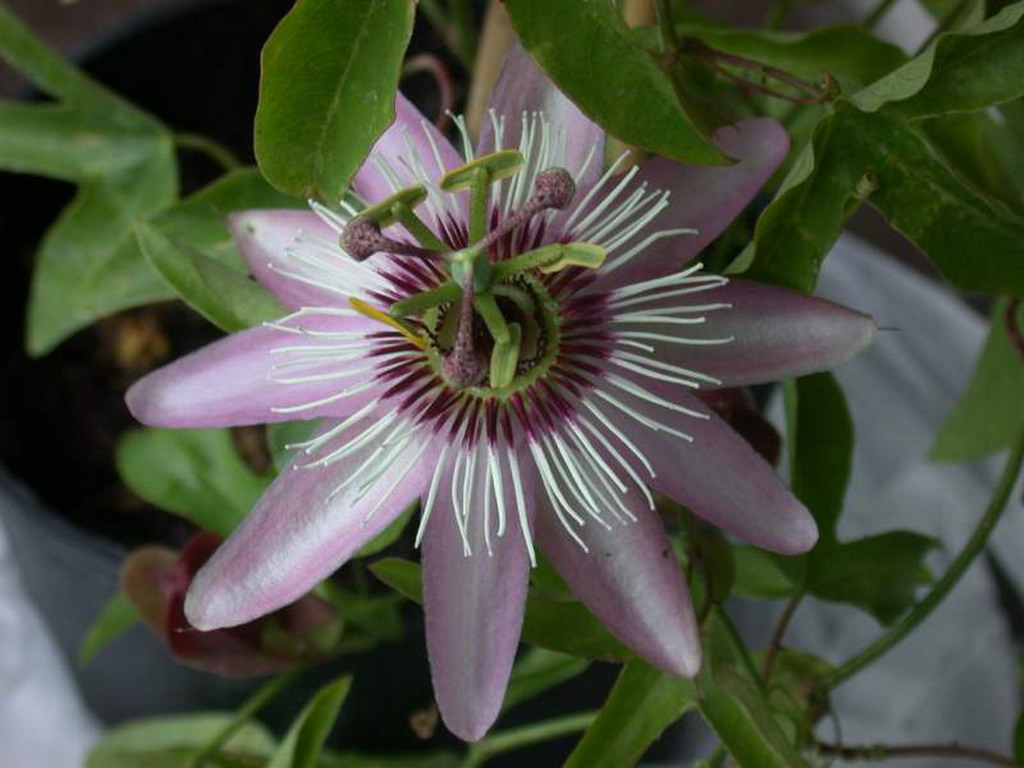 Passiflora - passiflora 31.jpg