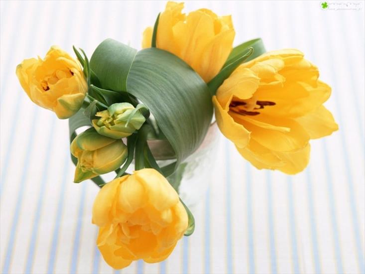 Fotki z netu - tulipan.jpg