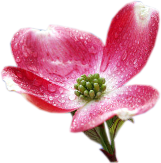 KWIATY foto-photoshop - RedDogwoodBlossom EGS 6.22.png