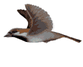 ptaki - oiseaux166.gif