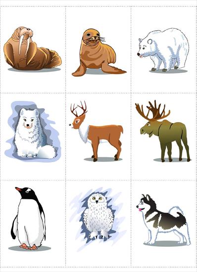 eskimos - zwierzęta arktyczne.JPG