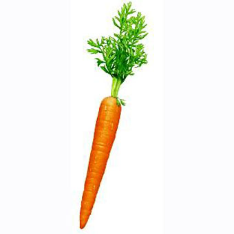 Warzywa i owoce - wortel.jpg