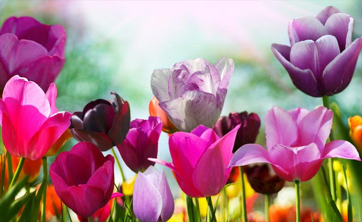 Tulipany - Tulips_Flowers_5340x3285.jpg