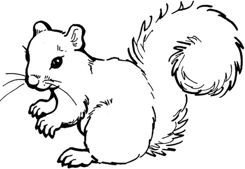 Zajęcia 25.02.2019 - squirrel-2-coloring-page.jpg
