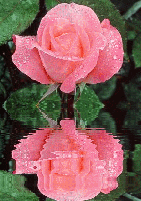 piękne kwiaty - Róża1.gif