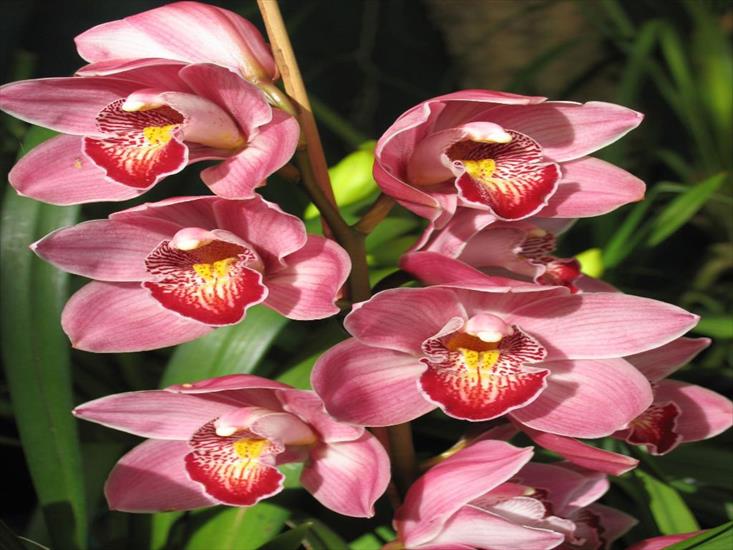 kwiaty storczyki - Orchidee4.jpg