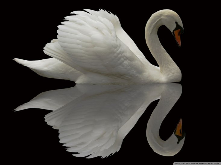 Natura - white_swan_reflection-wallpaper-1680x1260.jpg