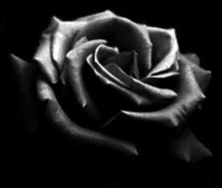 Różne - Czarna róża.jpg