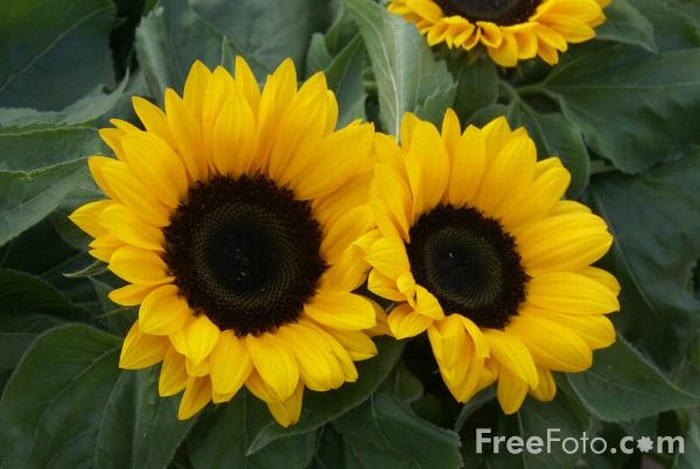 słoneczniki - 2.Sunflowers.jpg