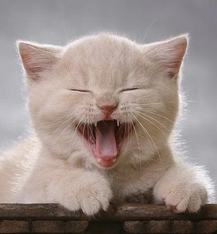 koty - śmiech kota.jpg