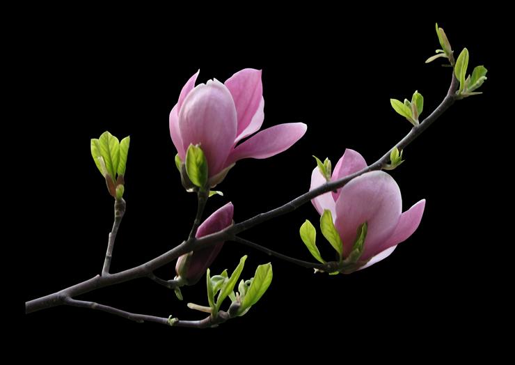 WIOSENNE PNG - magnolia_sh_by_Duhovka_for_BC.png