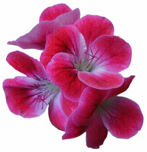 Kwiaty - ORCHIDEA.gif