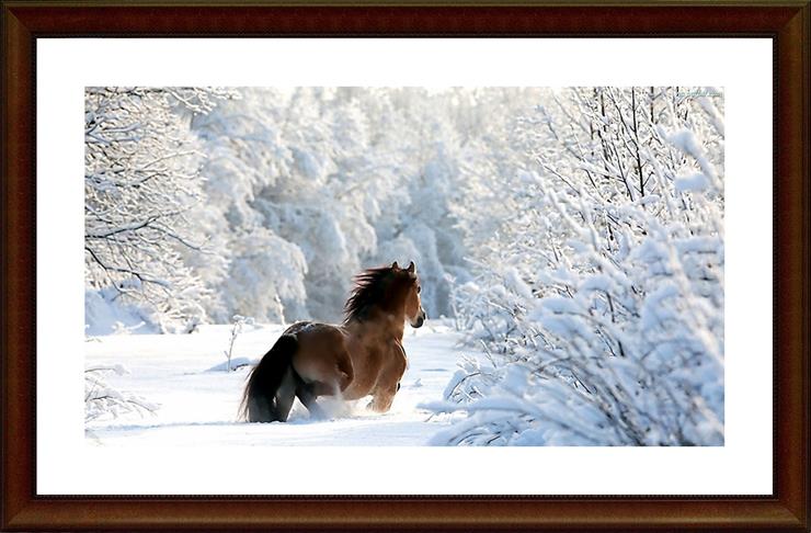 Konie_________piękne konie - kon-zima-las.jpeg