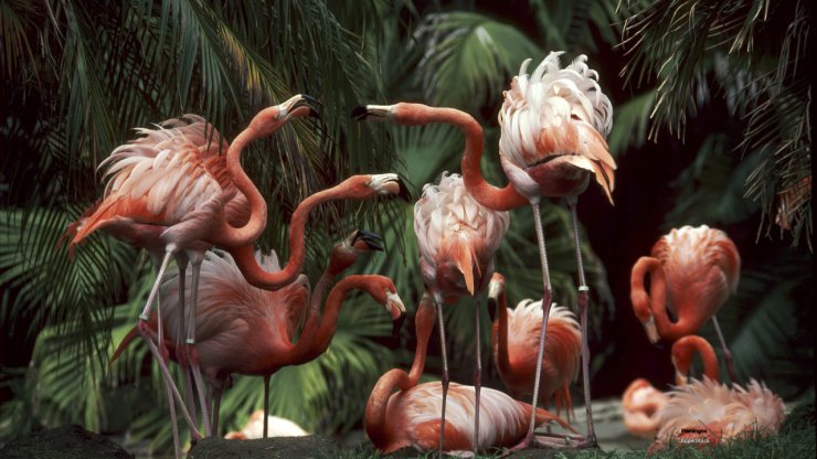 Ptaki - Flamingos.jpg