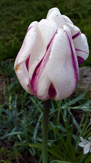 tulipany - 20170513_185951.jpg