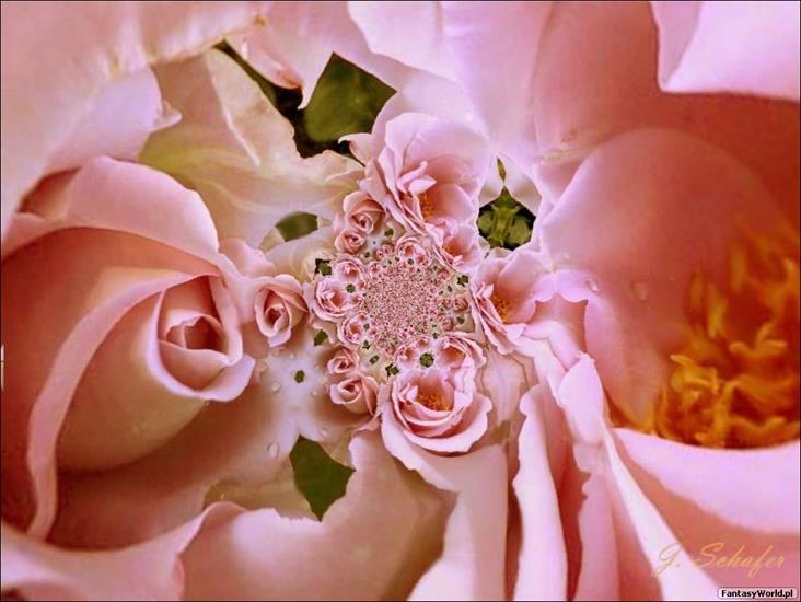   kwiaty - romantica-1-019.jpg