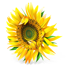 Słoneczniki - Sunflower_Icon_256.png