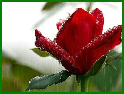 Deszczowe gify i jpg - róża.gif