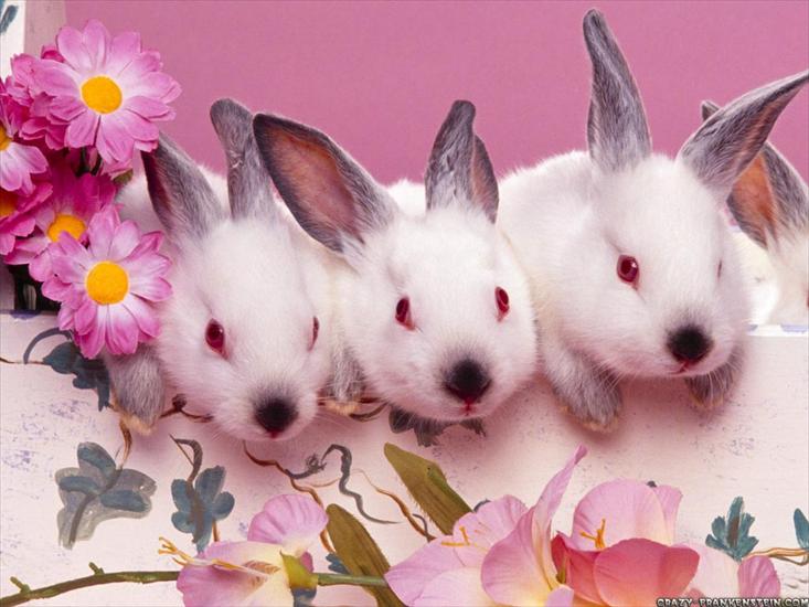 Galeria Różności 2 - cute-bunnies-easter-wallpaper.jpg