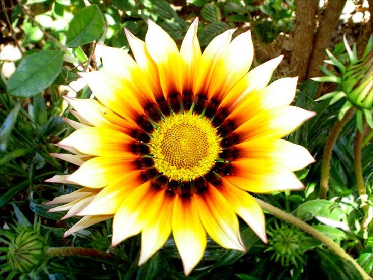 gazanie - gazania.jpg