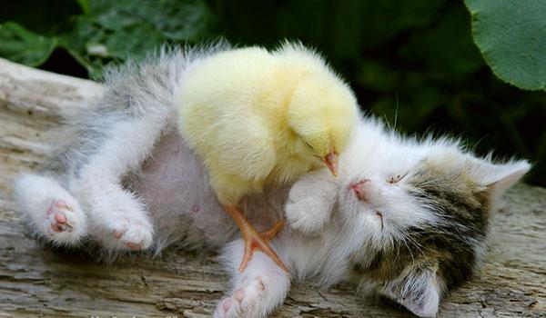 Kocie Przyjaźnie - chick-kitty.jpg