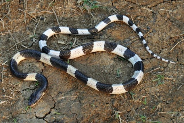 Węże, żmije - Niemrawiec malajski - Bungarus candidus.jpg