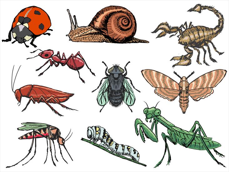 Insekty - 12 content.jpg