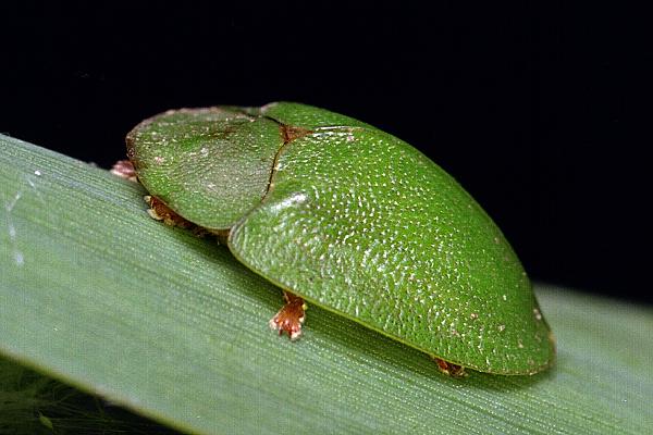 MAKROFOTO  CHRZĄSZCZE - Tarczyk zielony Cassida viridis L..jpg