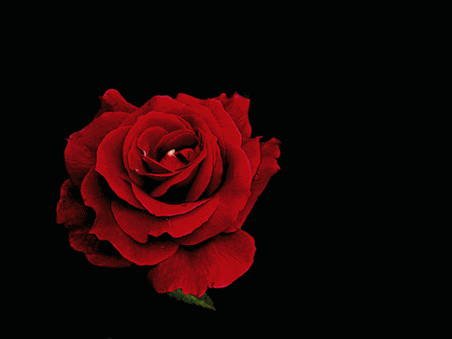 Kwiaty - Róża  zmieniająca kolor.bmp