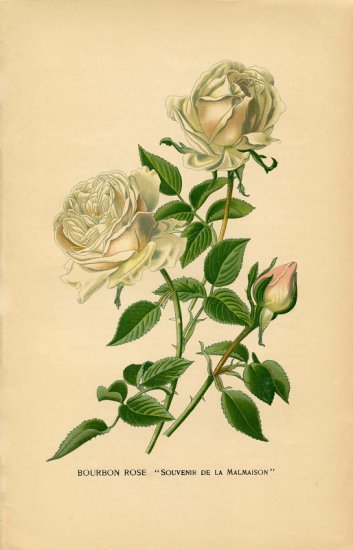 grafiki do transferu - Vintage-White-Roses-Printable-GraphicsFairysm1.jpg