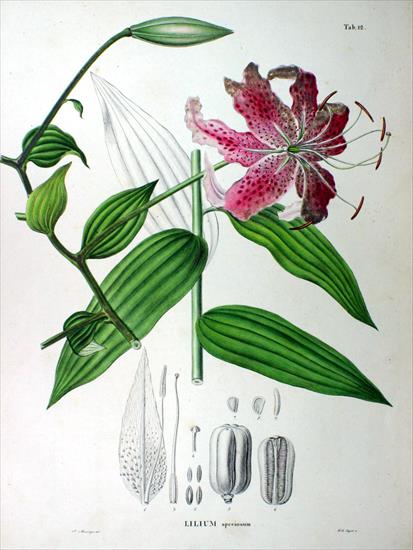 Flora Japonica mullein - CRW_6560_RT8.jpg