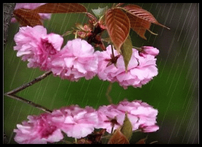 Kwiaty Chomisia52 - 1375738ncrdrdk2pp.gif