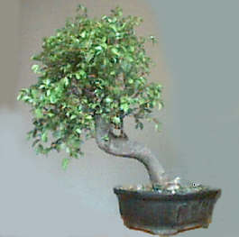 BONSAI DRZEWKA - Drzewko bonsai.jpg